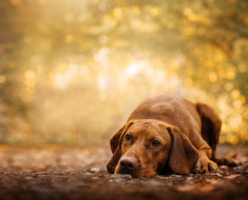 Brauner Hund mit langen Schlappohren liegt auf einem herbstlichen Waldweg, umgeben von Laub und warmem, goldenem Sonnenlicht.