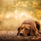 Brauner Hund mit langen Schlappohren liegt auf einem herbstlichen Waldweg, umgeben von Laub und warmem, goldenem Sonnenlicht.