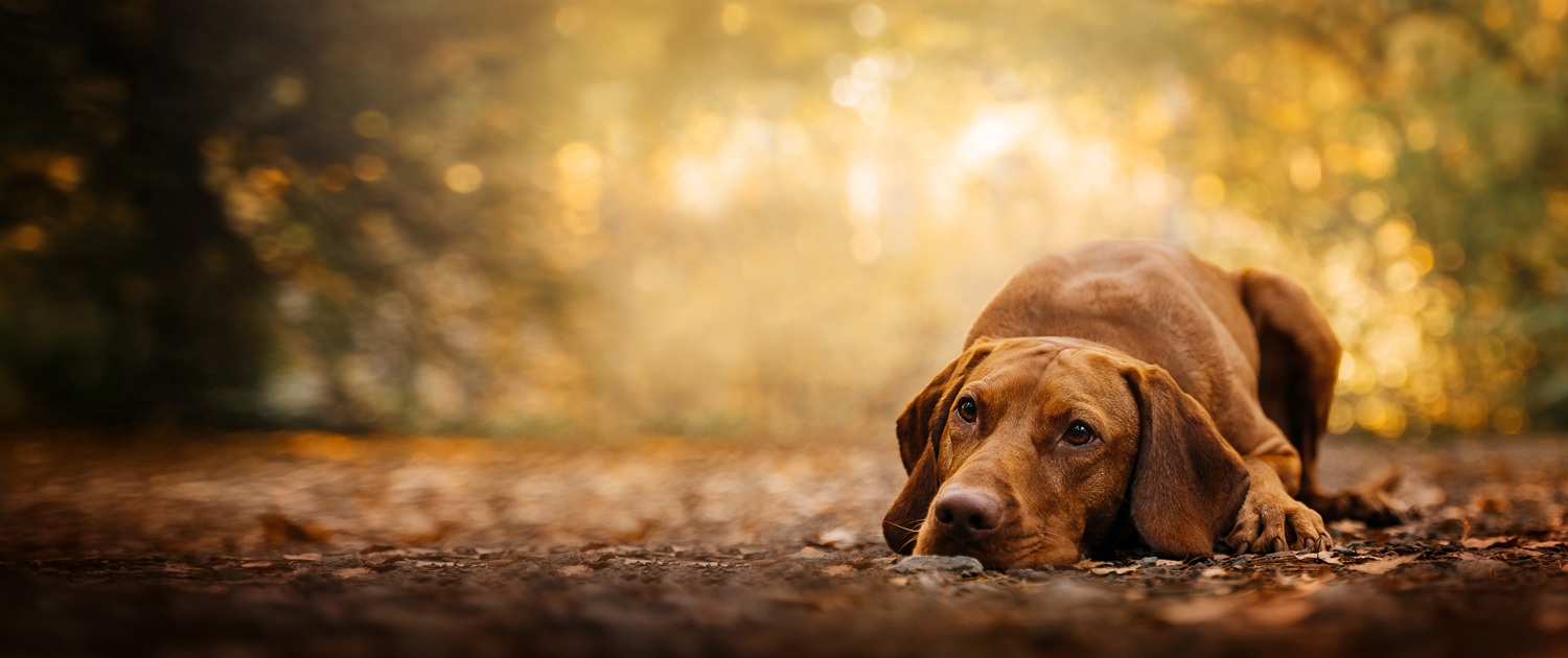 Brauner Hund mit langen Schlappohren liegt auf einem herbstlichen Waldweg, umgeben von Laub und warmem, goldenem Sonnenlicht.